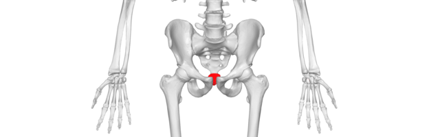 Human Vestigial Traits