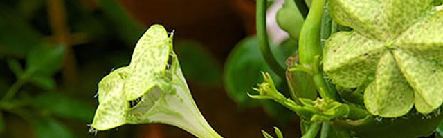 Cultura: Chelsea Flower Show 2015