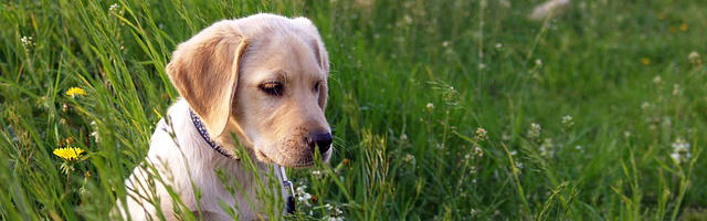La cura dei denti grazie ai cani
