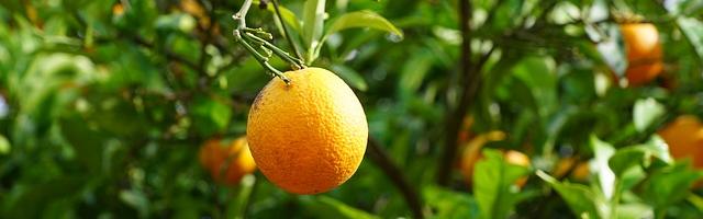 Dost Presents Screening and Q&A: Mediterranea