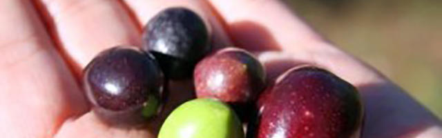 Discover olive-oil tourism in every region of Italy!