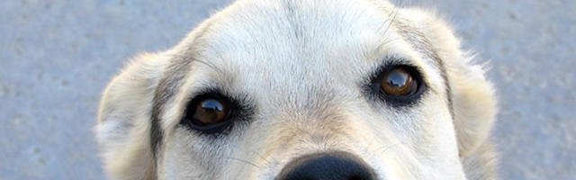 I dentini del tuo cucciolo: salvaguardali!